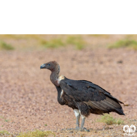 گونه دال پشت سفید White-rumped Vulture